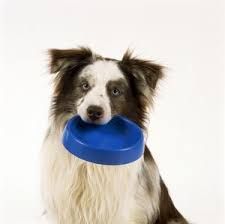 border collie holding food bowl in mouth - Google Search