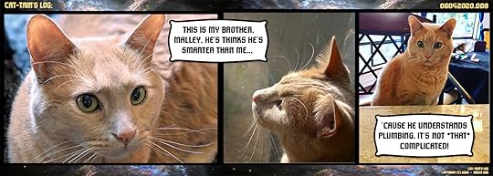 Cat-tain