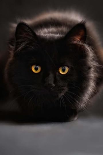 Beautiful Black Cat with Gold Eyes Portrait Journal: 150 Page ...