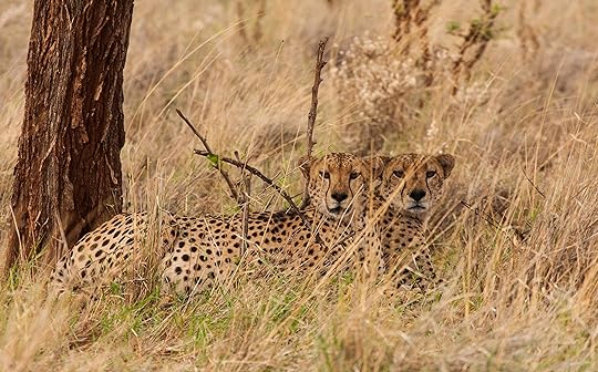 Close Encounter With a Desert Roaming Cheetah – National ...
