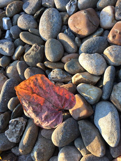 leaf on stones