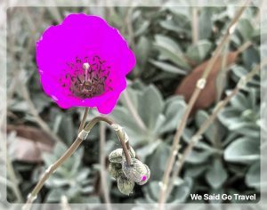 Lisa Niver flower photo COIVD19 #LGV60ThinQ