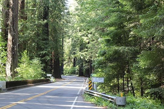 Avenue of the Giants.