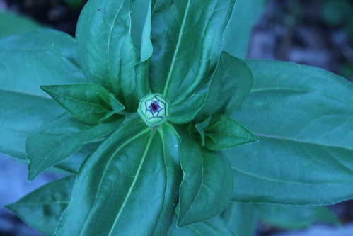 zinnia about to pop