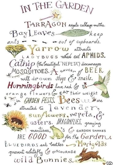 Herbs in the garden