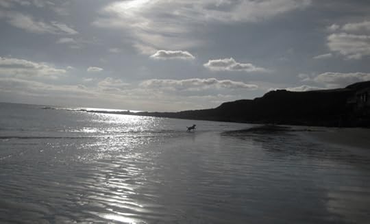Tilly on the north Devon coast