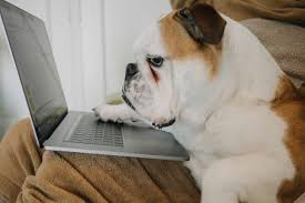 dog stuck inside 22.png