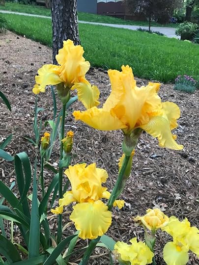 yellowirises.jpg