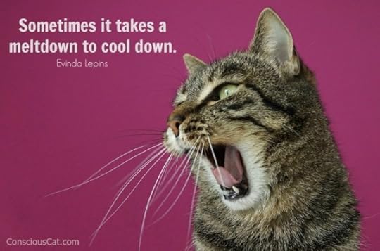 cat-stress-meltdown