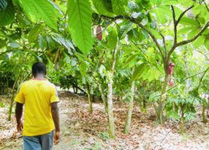 Ghana Top Ten: Lush green cocoa forest, Ashanti Region (Photo: Kwei Quartey)