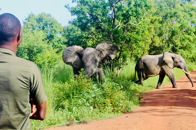 Ghana Top Ten: Elephants at Mole National Park, Northern Region (Photo: Kwei Quartey)