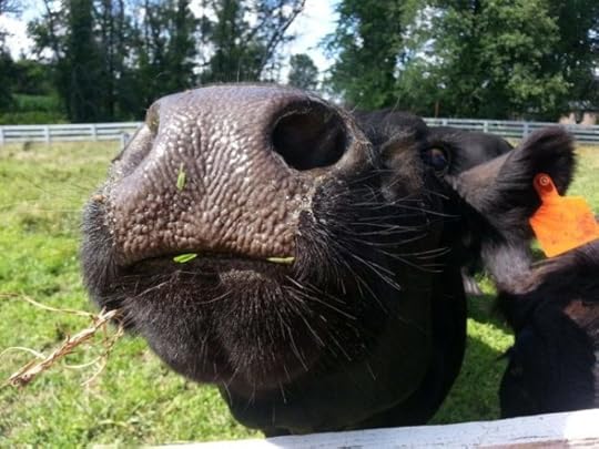 grass fed beef can rebuilt our lost topsoil