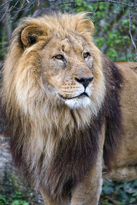 Tambako the Jaguar, Flickr, CC 2.0