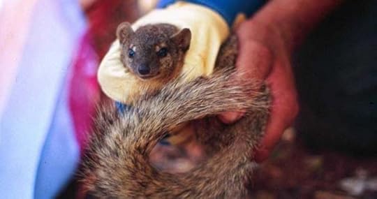 A bokiboki, a type of mongoose native to Madagascar