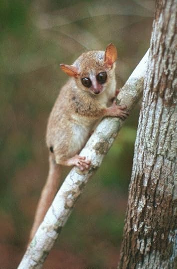Madame Berthe's mouse lemur