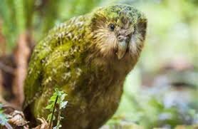 Picture from New Zealand Kakapo Recovery ! Kakapo are amazing birds, you guys!