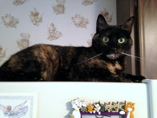 cat-refrigerator