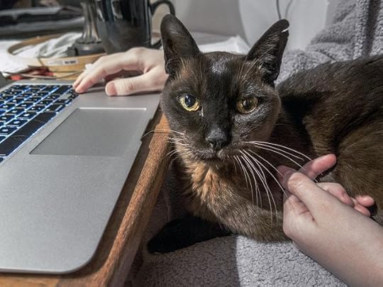 lap-cat