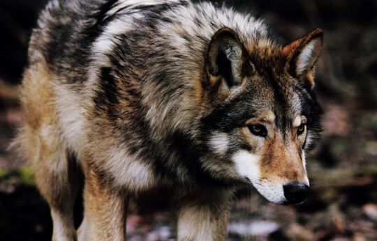 42 Werewolf girl oc ideas | werewolf girl, werewolf, aesthetic clothes