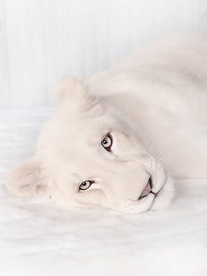 animal, white, and lion image