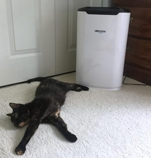 air-purifier-cat