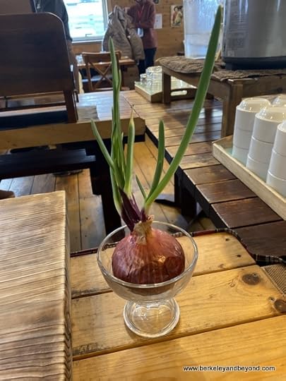 sprouted red onion at Ortolana pizza cafe in Aomori, Japan