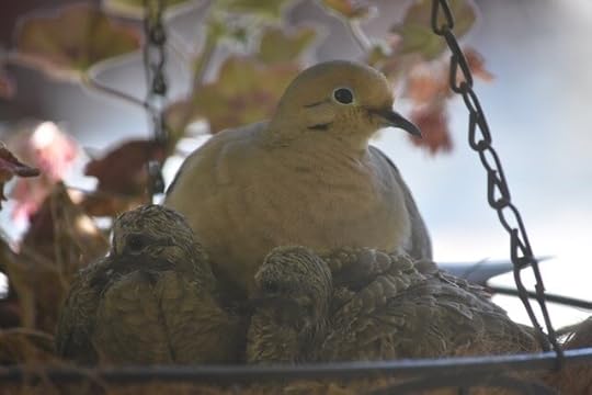 One of Keely’s inspirations for Morning, Sunshine! was this swaying mourning dove with her brood, nesting in the Parrack family hanging basket (photo by Keely Parrack)