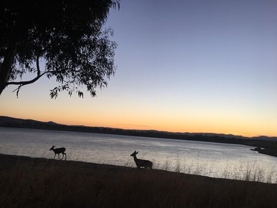One of Keely’s inspirations: deer at dawn by her home (photo by Keely Parrack).