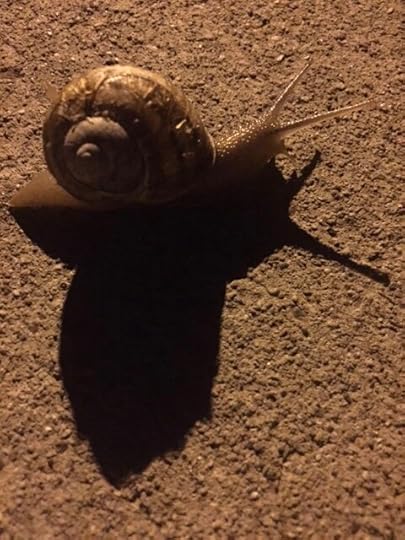 This snail was one of Keely’s inspirations for her book (photo by Keely Parrack)