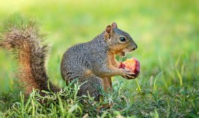 shutterstock_1748314631-290x173