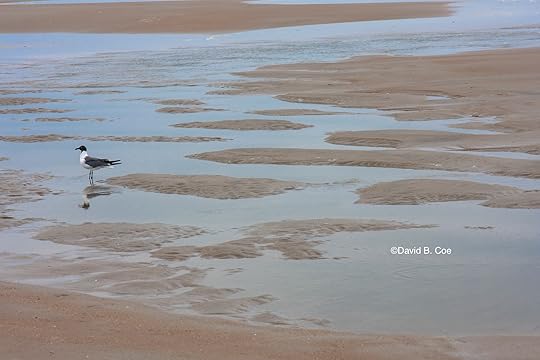 Laughing Gull, Topsail Island, North Carolina, by David B. Coe