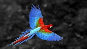 Parrot flying 6:17:20