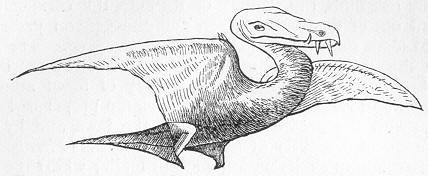 ramphorhynchus