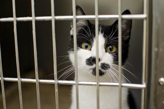 adopt-a-cat-month