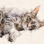 Watercolor cat