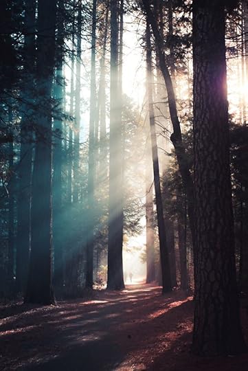 connecting with mystery. Sunlight streaming through a forest.