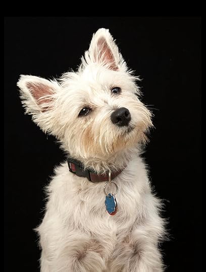 Westie West Highland Terrier With Photograph by M Photo