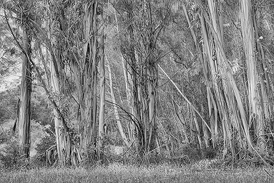 Eucalyptus Forest © Harold Davis