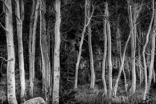 Aspens near Sonora Pass