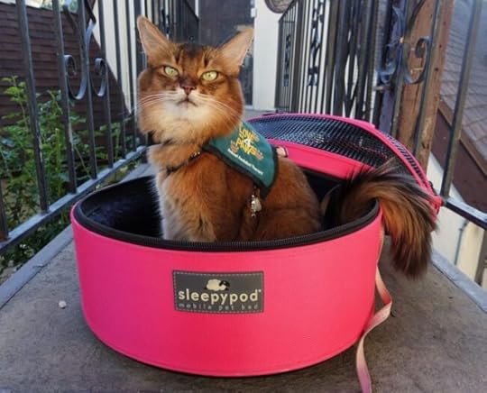 therapy-cat