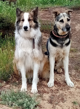 La imagen tiene un atributo ALT vacío; su nombre de archivo es forkystrap.jpeg