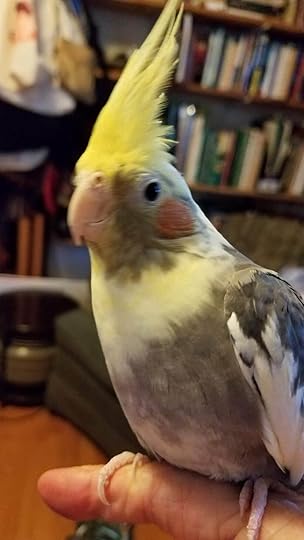 Stanley the Cockatiel, who would respectfully like you to know that she identifies as a girl even though her name is Stanley.