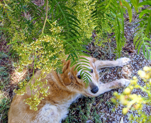 Smokey peppercorn tree