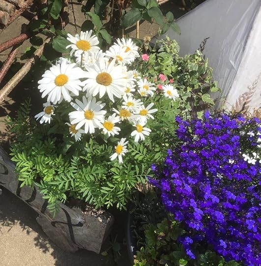 This image has an empty alt attribute; its file name is DaisiesEngland2019-1006x1024.jpg