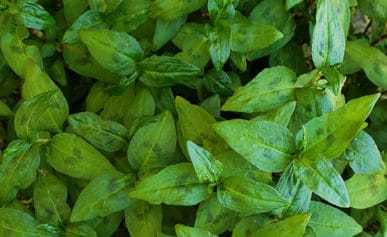 rau ram leaves growing