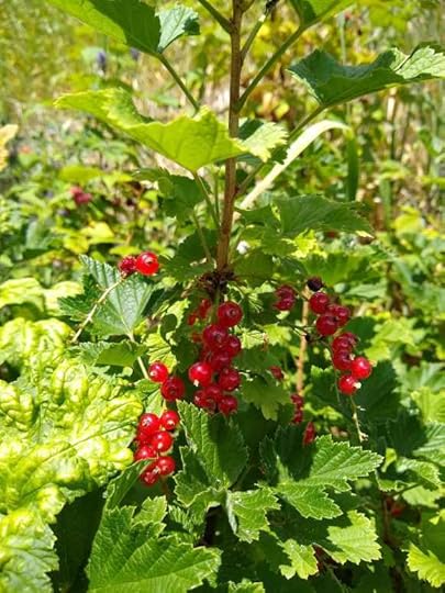 Currants