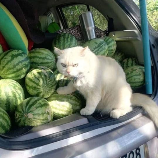 Pearl-watermelon-cat