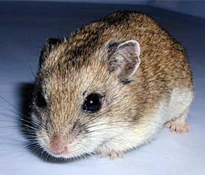 Cricetulus alticola