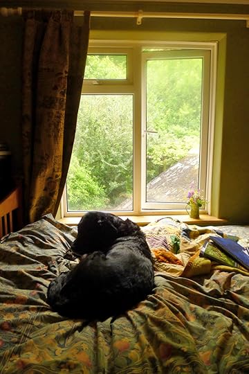 Tilly in the morning light