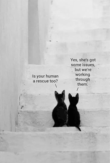 two black rescue cats
